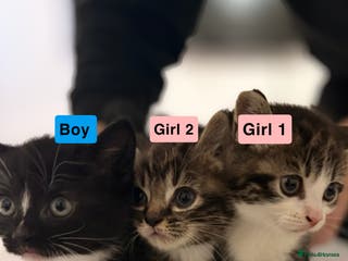 British Longhair cats Domestic long hair x Siamese kittens for sale - Advert 7