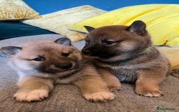 Japanese Shiba Inu dogs for sale: K.C reg Japanese Shiba Inu Puppies - Image 13