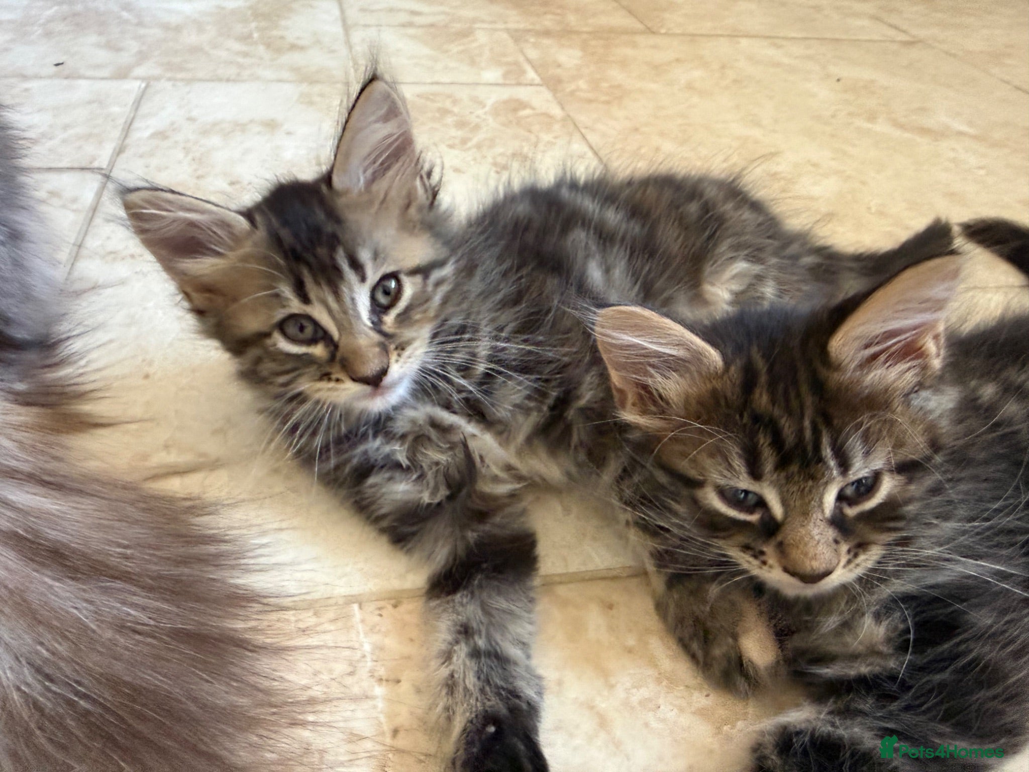 Maine Coon cats Maine coon cross kittens - Advert 5