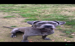 Cane Corso dogs for stud: Apollo - Image 1