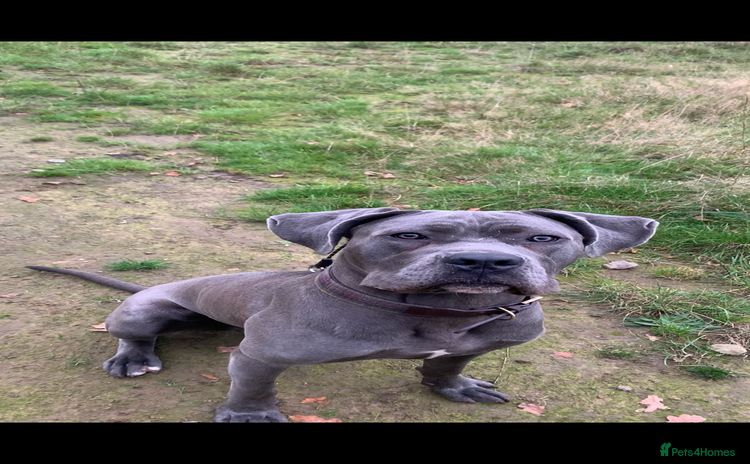 Cane Corso dogs - Advert 3