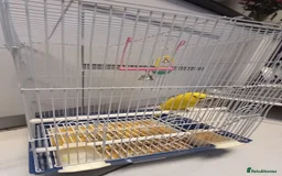 Budgerigars birds for sale: Bird and cage - Image 3