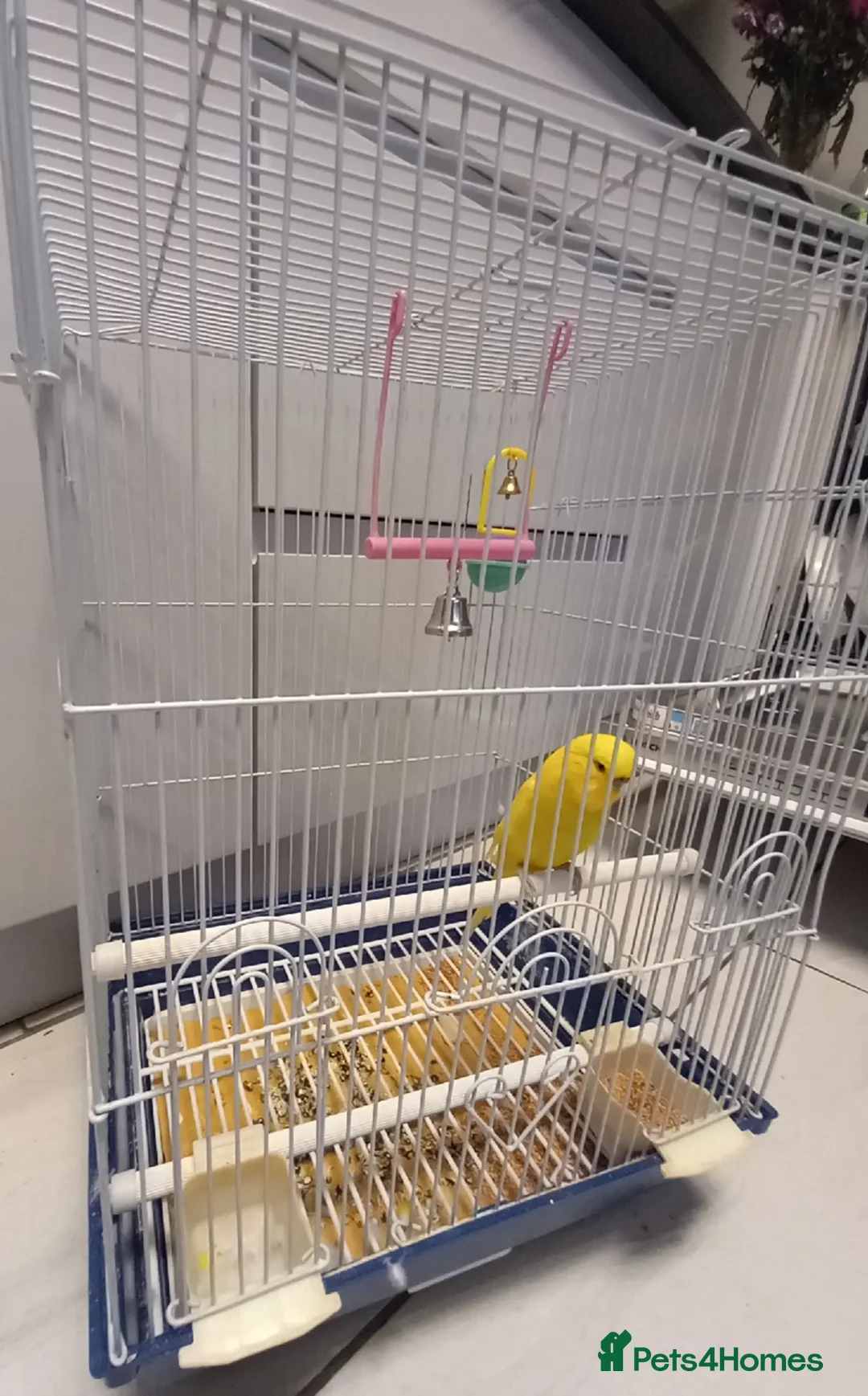 Budgerigars birds for sale: Bird and cage - Image 3