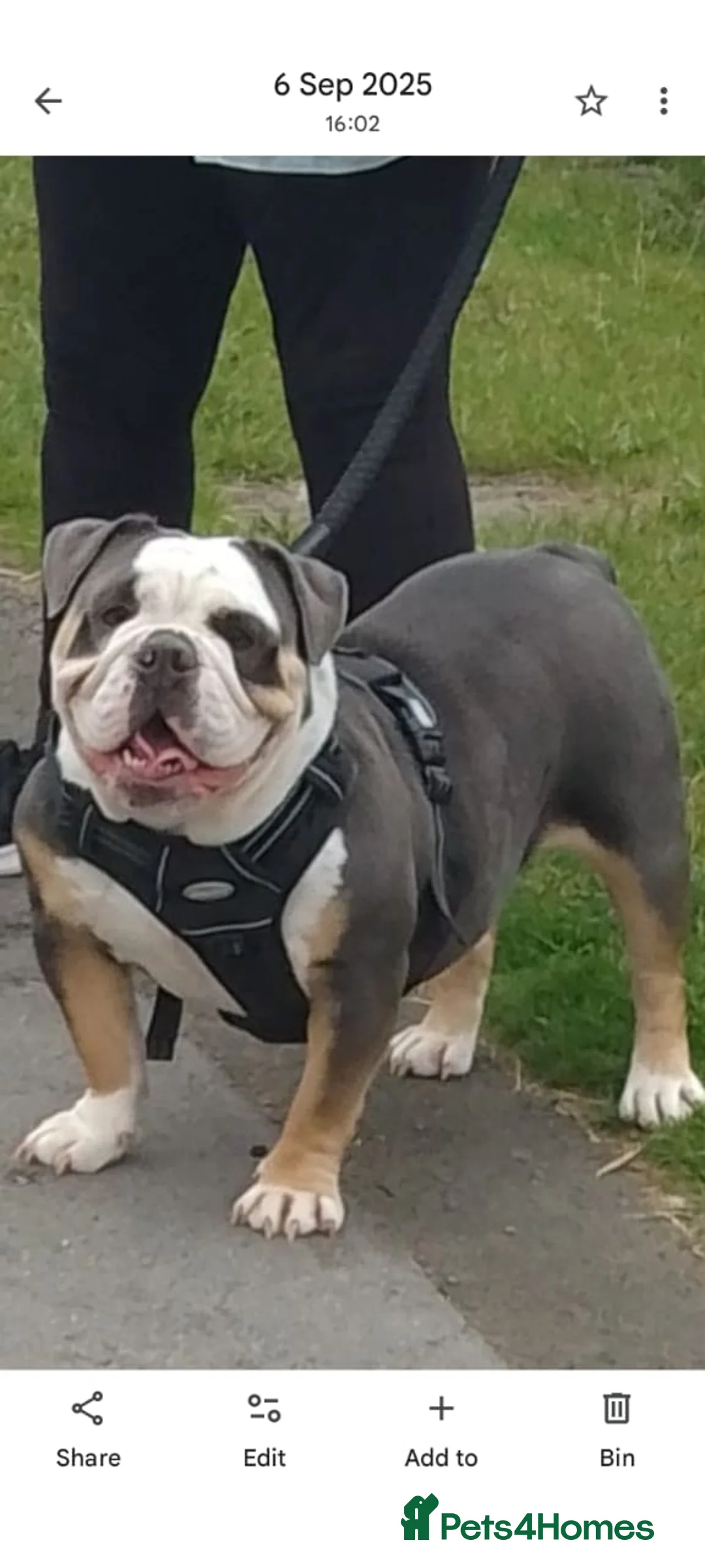Olde English Bulldogge dogs for sale: Old English bulldog F1. - Advert 1