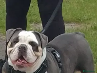 Olde English Bulldogge dogs Old English bulldog F1. - Advert 1