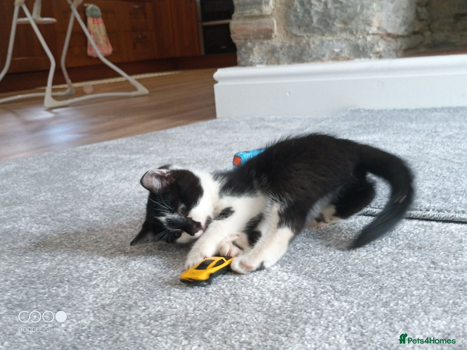 Mixed Breed cats Kittens for sale - Advert 2