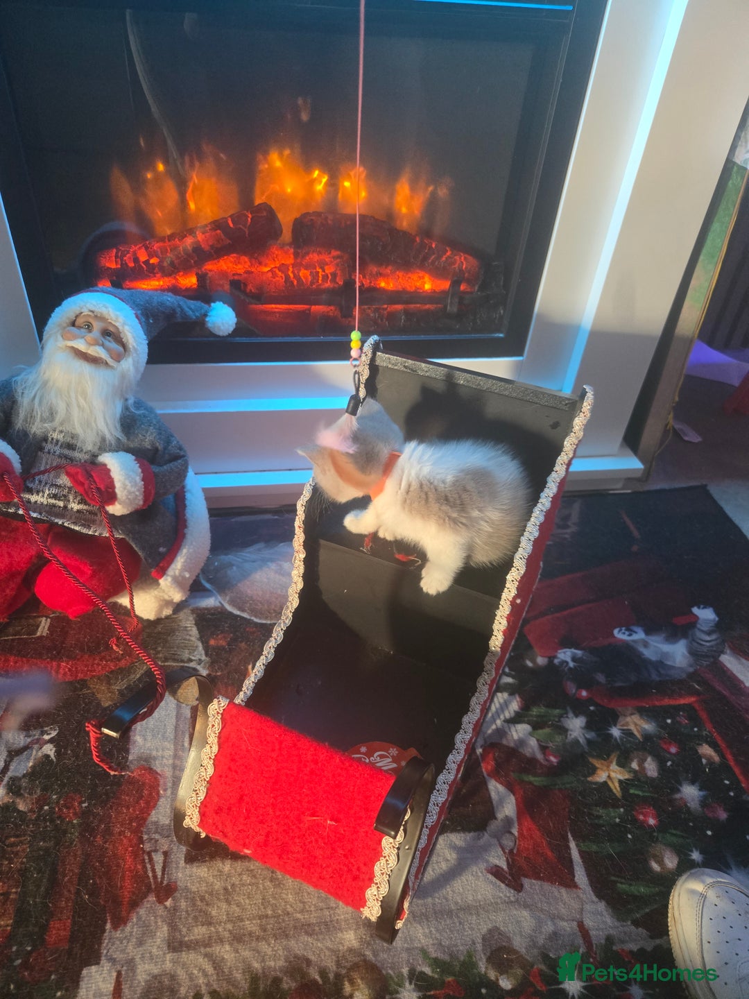 British Shorthair cats for sale: British shorthair kittens olny 1 girl ready now - Advert 7