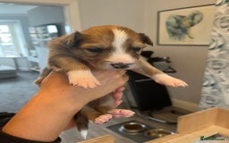 Border Collie dogs for sale: Border Collie pup- Merle, Black, Chocolate, Blonde - Image 6