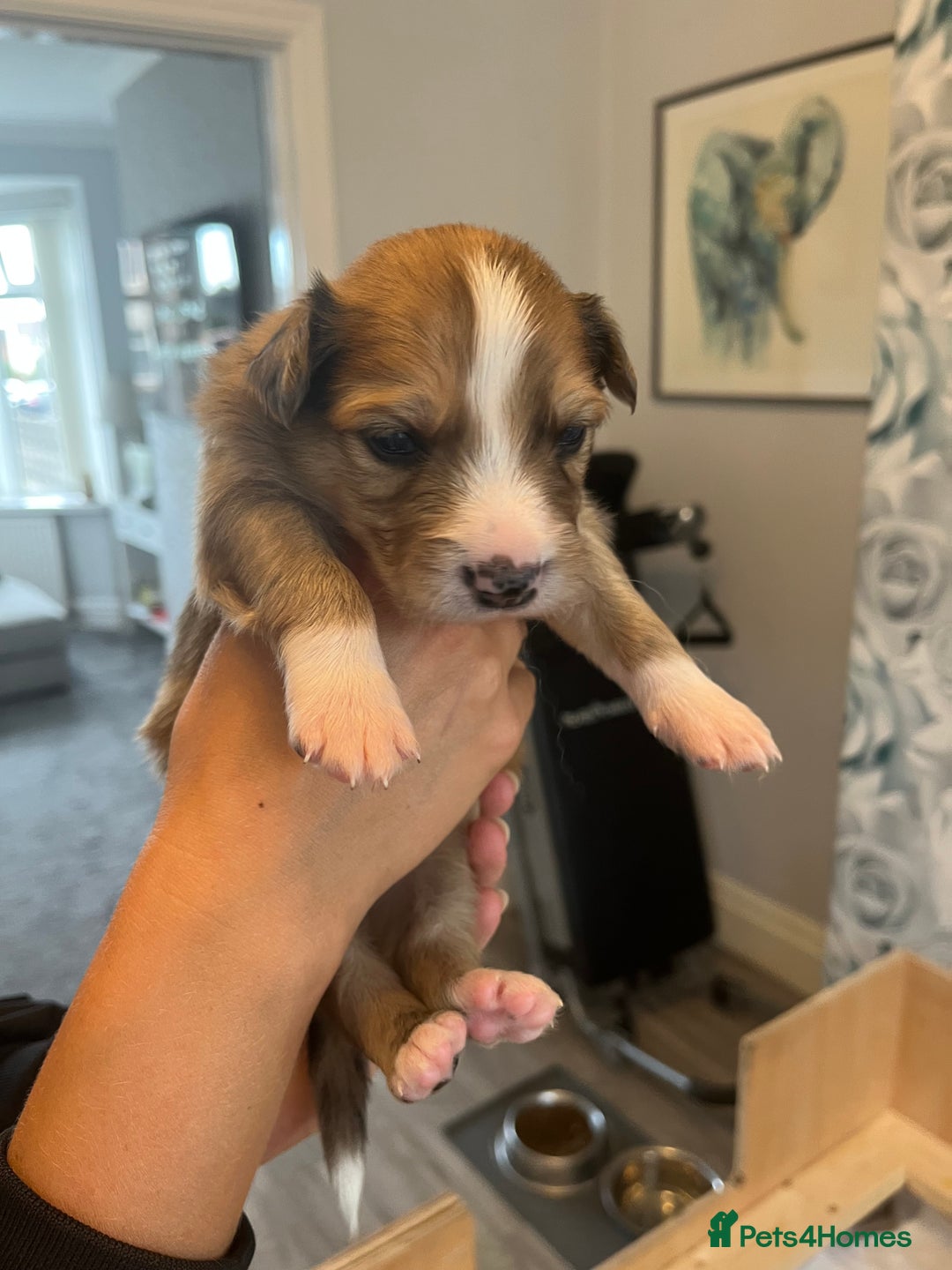 Border Collie dogs for sale: Border Collie pup- Merle, Black, Chocolate, Blonde - Image 6