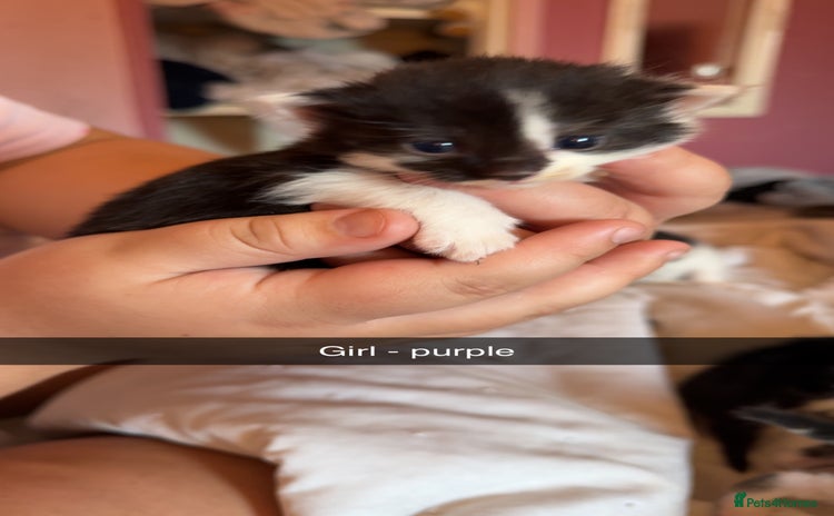 British Longhair cats - Advert 2