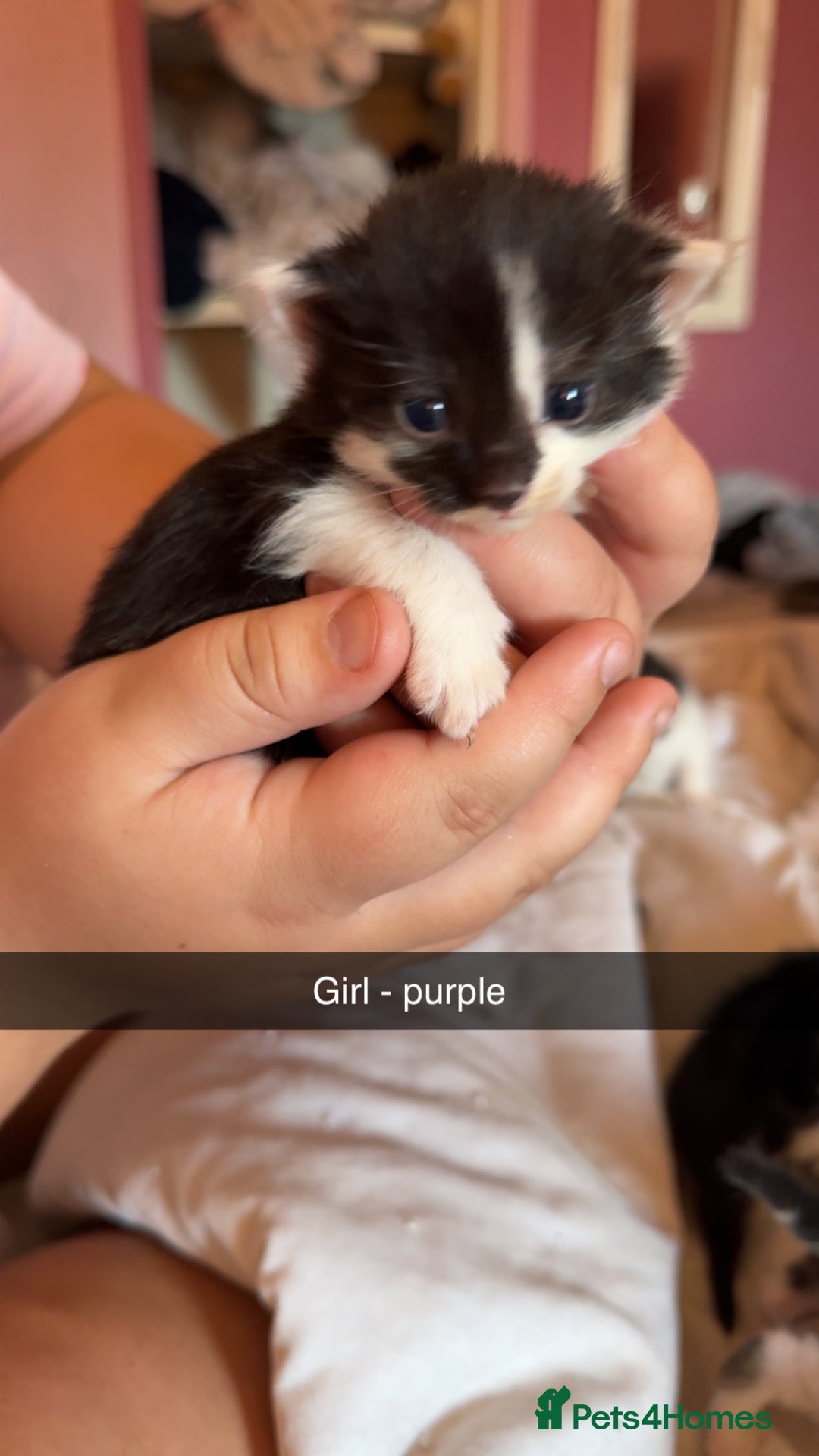 British Longhair cats for sale: Beautiful kittens  - Image 1
