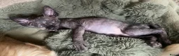 Sphynx cats for sale: Beautiful coloured kittens Spinx   - Advert 22