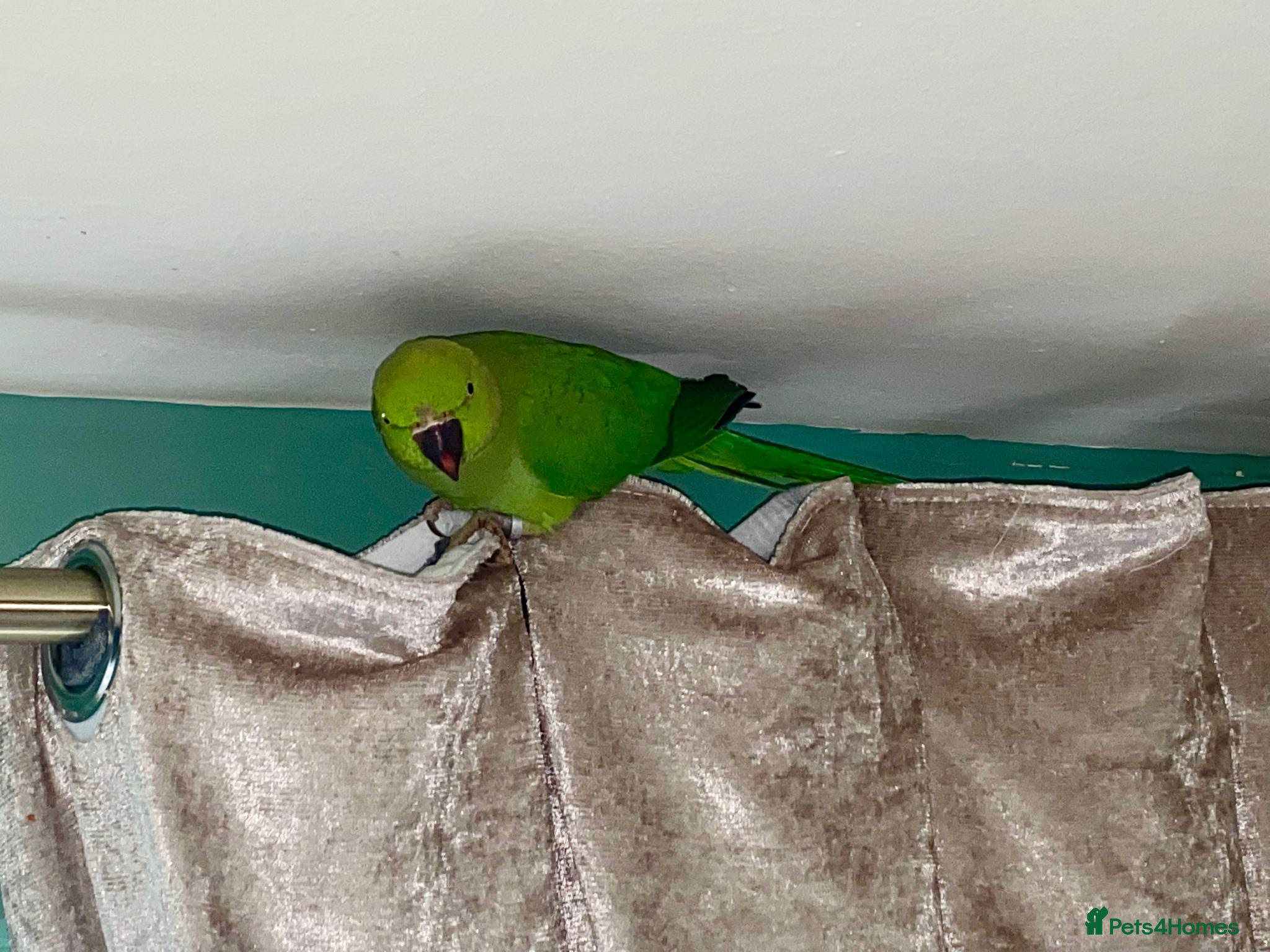 Ringnecks birds Ringneck for rehoming  - Advert 2