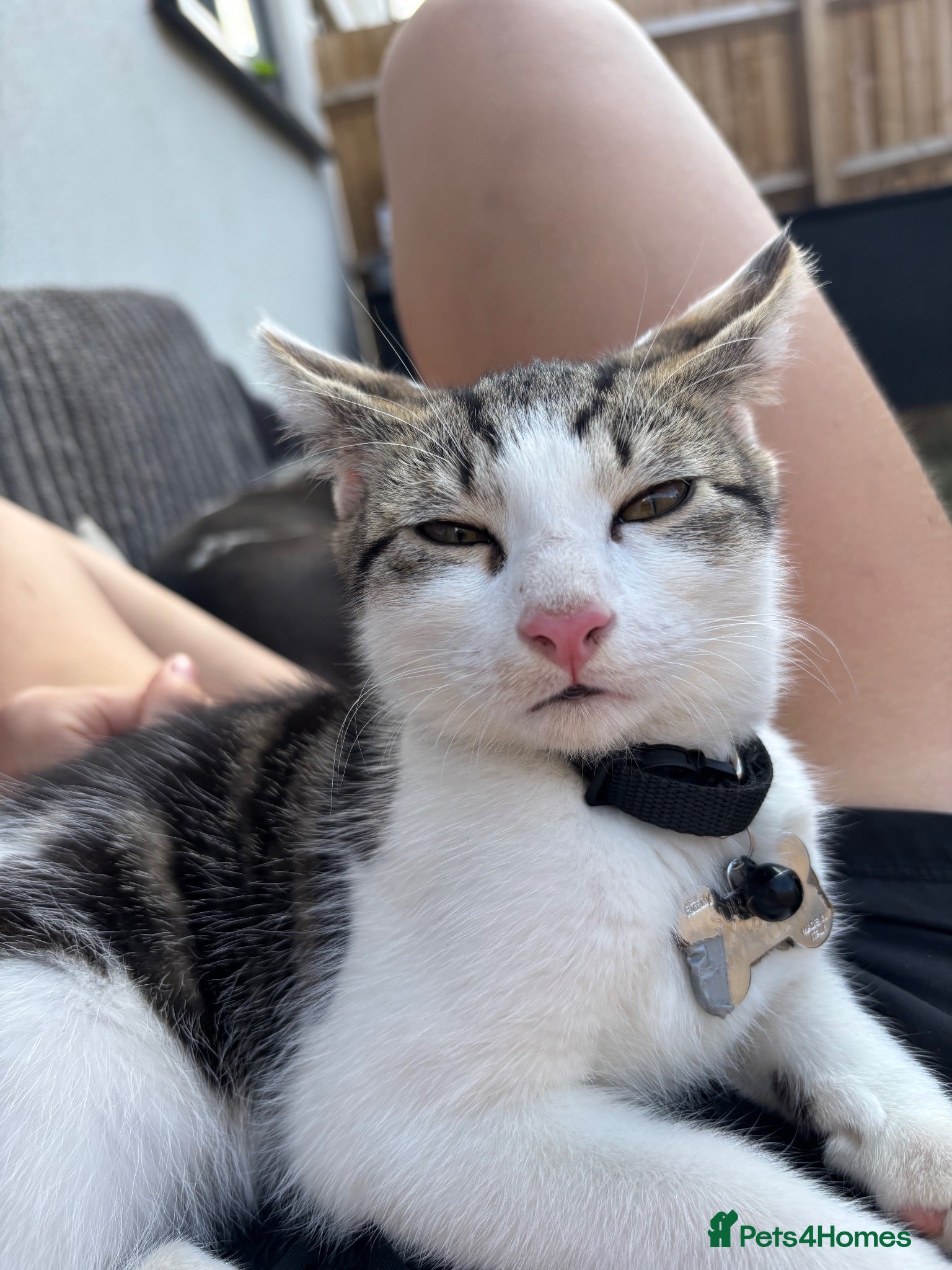 Domestic Shorthair cats Ready to go older kittens.  - Advert 1