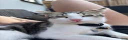Domestic Shorthair cats for sale: Ready to go older kittens.  - Advert 1