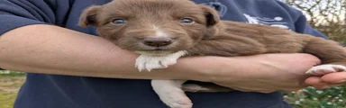 Border Collie Puppy 4