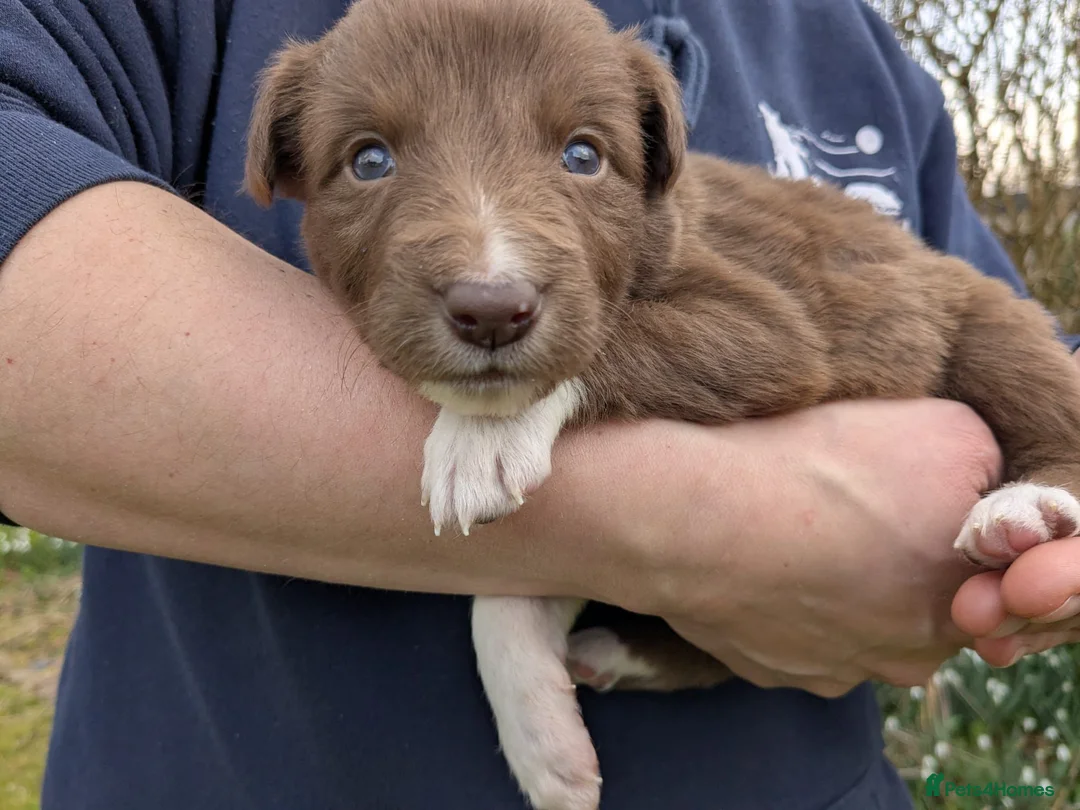 Border Collie dogs for sale: Red pedigree border collies in Llandysul - Advert 9