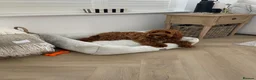 Cockapoo dogs for sale: Rosie 🐾 - Advert 5