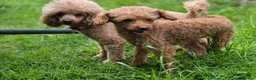 Toy Poodle dogs for stud: Red Toy Poodle Stud - Advert 6
