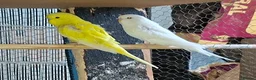 Budgerigars birds for sale: Baby budgies for sale  - Advert 2