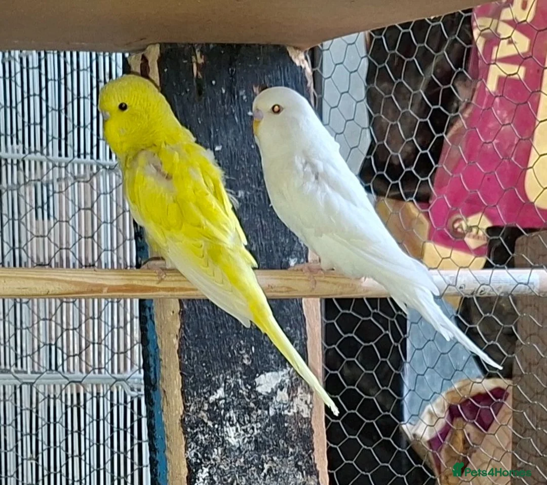 Budgerigars birds for sale: Baby budgies for sale  - Advert 2