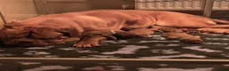 Dogue De Bordeaux dogs for sale: KC Registered Big Chucky Puppies - Advert 8