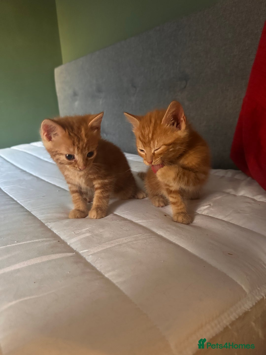 Domestic Shorthair cats for sale: Adorable fluffy kittens for sale!! - Image 3