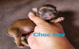 Shih Tzu dogs for sale: Adorable Tiny Imperial ShihTzu  - Image 13