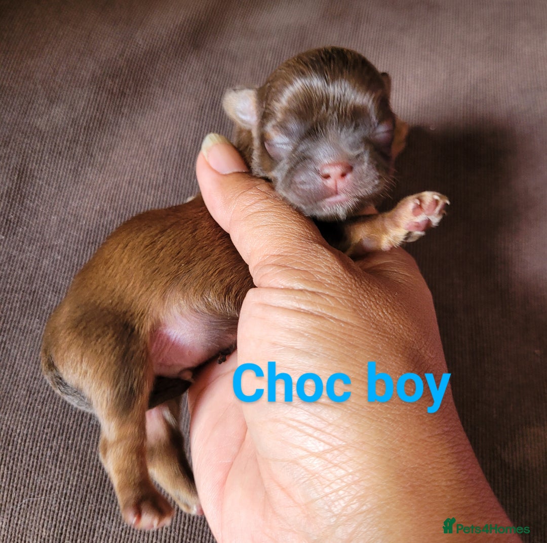 Shih Tzu dogs for sale: Adorable Tiny Imperial ShihTzu  - Image 13