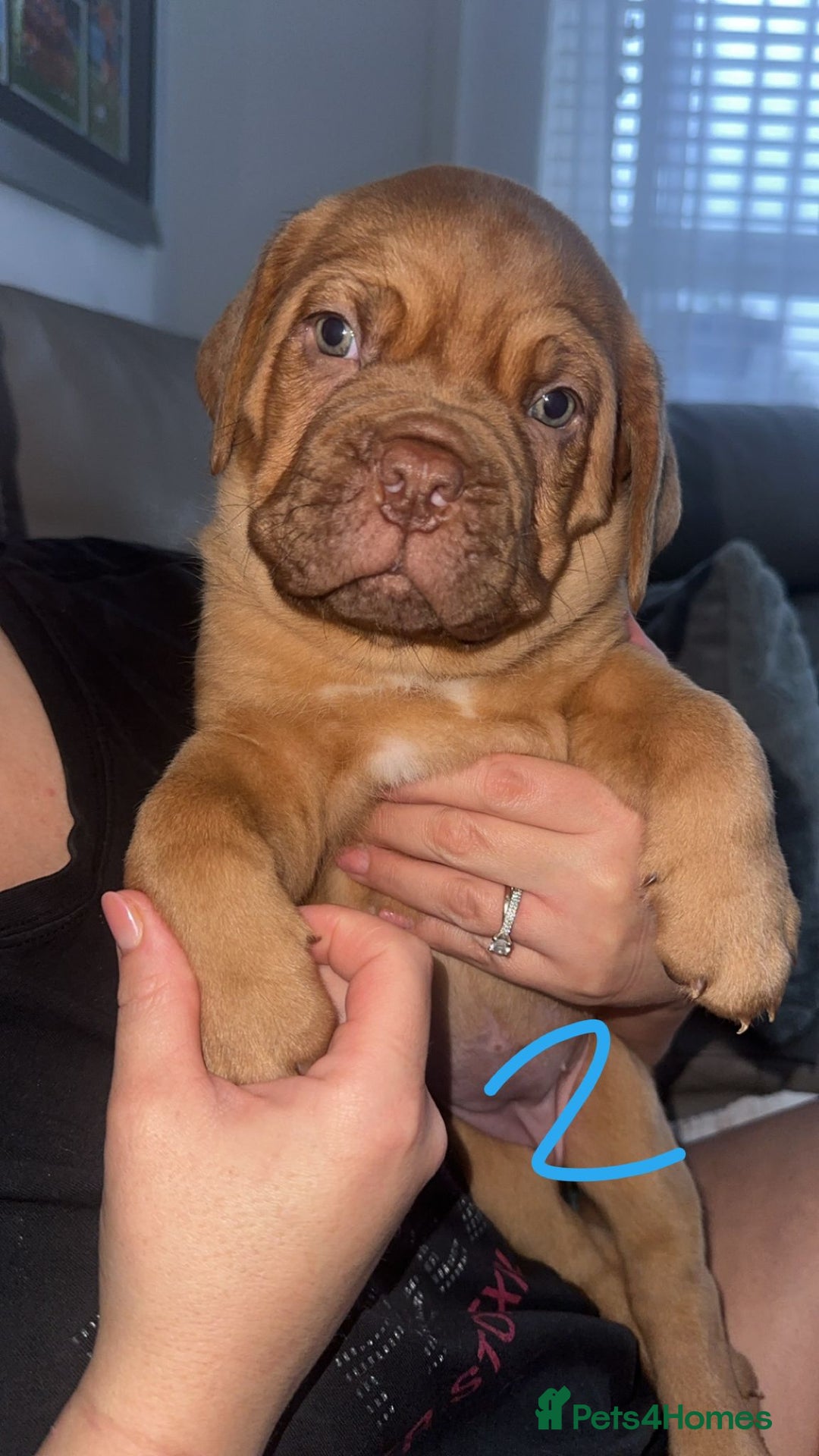 Dogue De Bordeaux dogs for sale: Dogue de bordeaux - Advert 13
