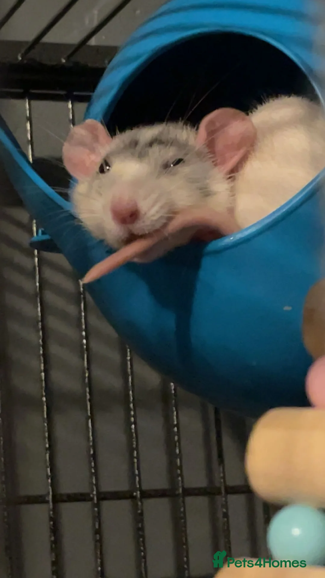 Rat rodents for sale: 3 female rats in Stockport - Advert 3