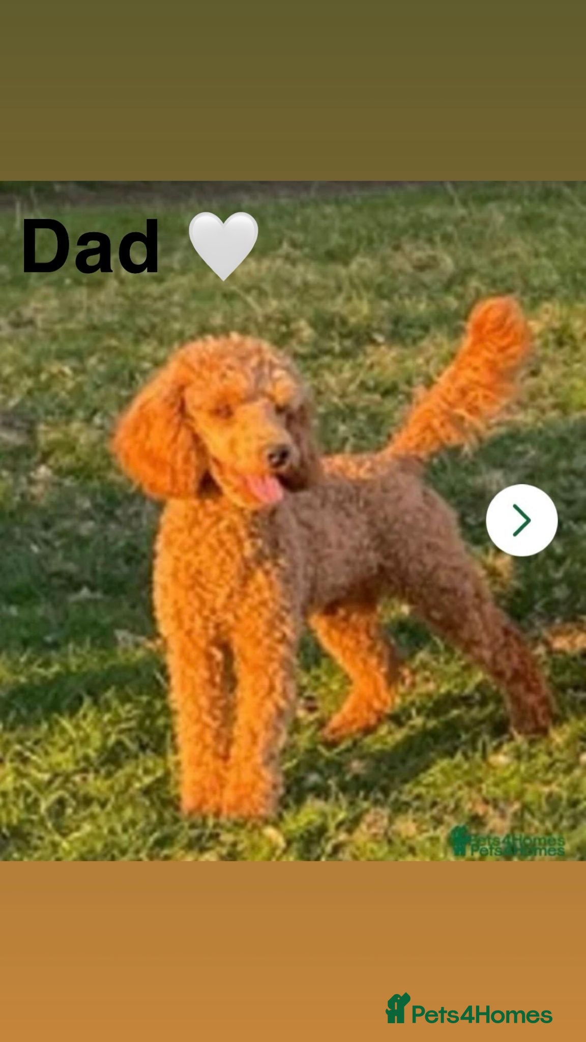 Mini Goldendoodle dogs ***Mini goldendoodles for sale*** - Advert 2