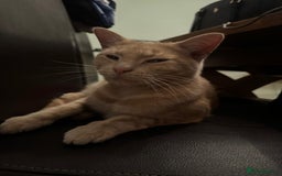 Mixed Breed cats for sale: Orange cat  for adoption and forever home - Image 6