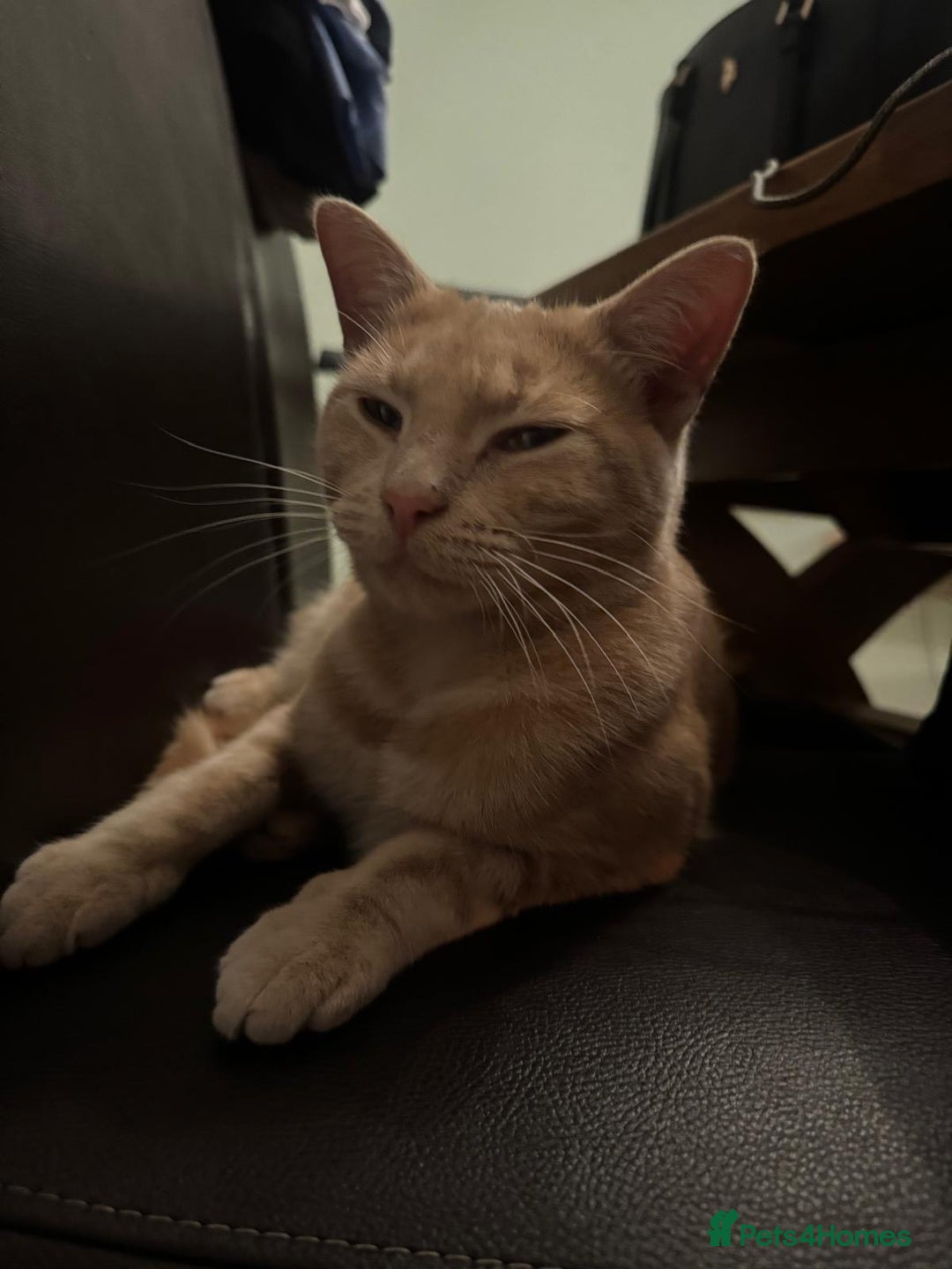 Mixed Breed cats for sale: Orange cat  for adoption and forever home - Image 6