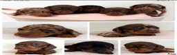 Miniature Dachshund dogs for sale: Miniature dachshund pups.KC reg&council licensed - Advert 11