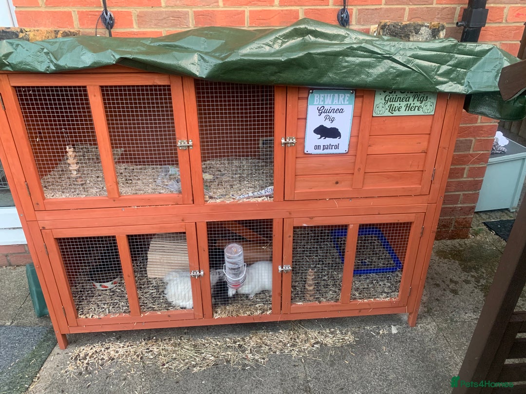 Guinea Pig rodents for sale: 4 Guinea pigs  - Image 4