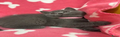 British Shorthair 3