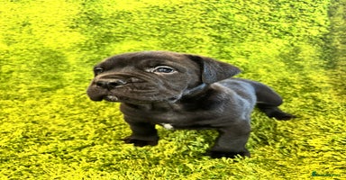 Mixed Breed dogs - Advert 2