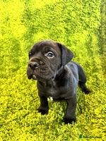 Mixed Breed dogs - Advert 9