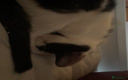 Domestic Shorthair cats for sale: Kitten  - Advert 4