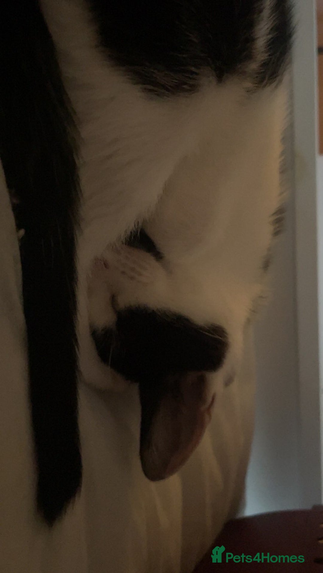 Domestic Shorthair cats for sale: Kitten  - Advert 4