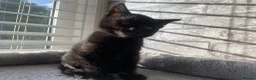 Mixed Breed cats for sale: Beautiful Black Kittens 🐾 - Advert 4