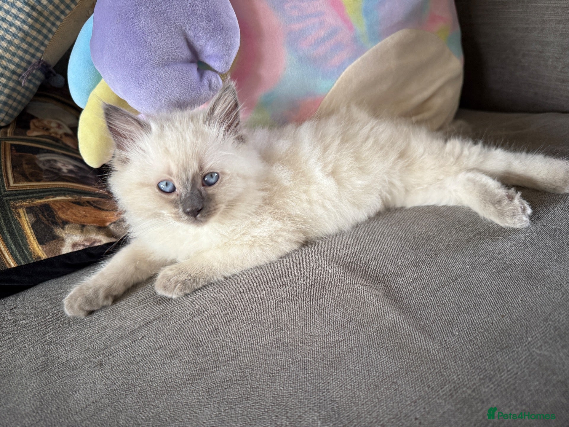 Ragdoll cats Ragdoll kittens READY NOW - Advert 17