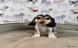 Cocker Spaniel dogs for sale: Beautiful show litter Cockers ready now - Image 10