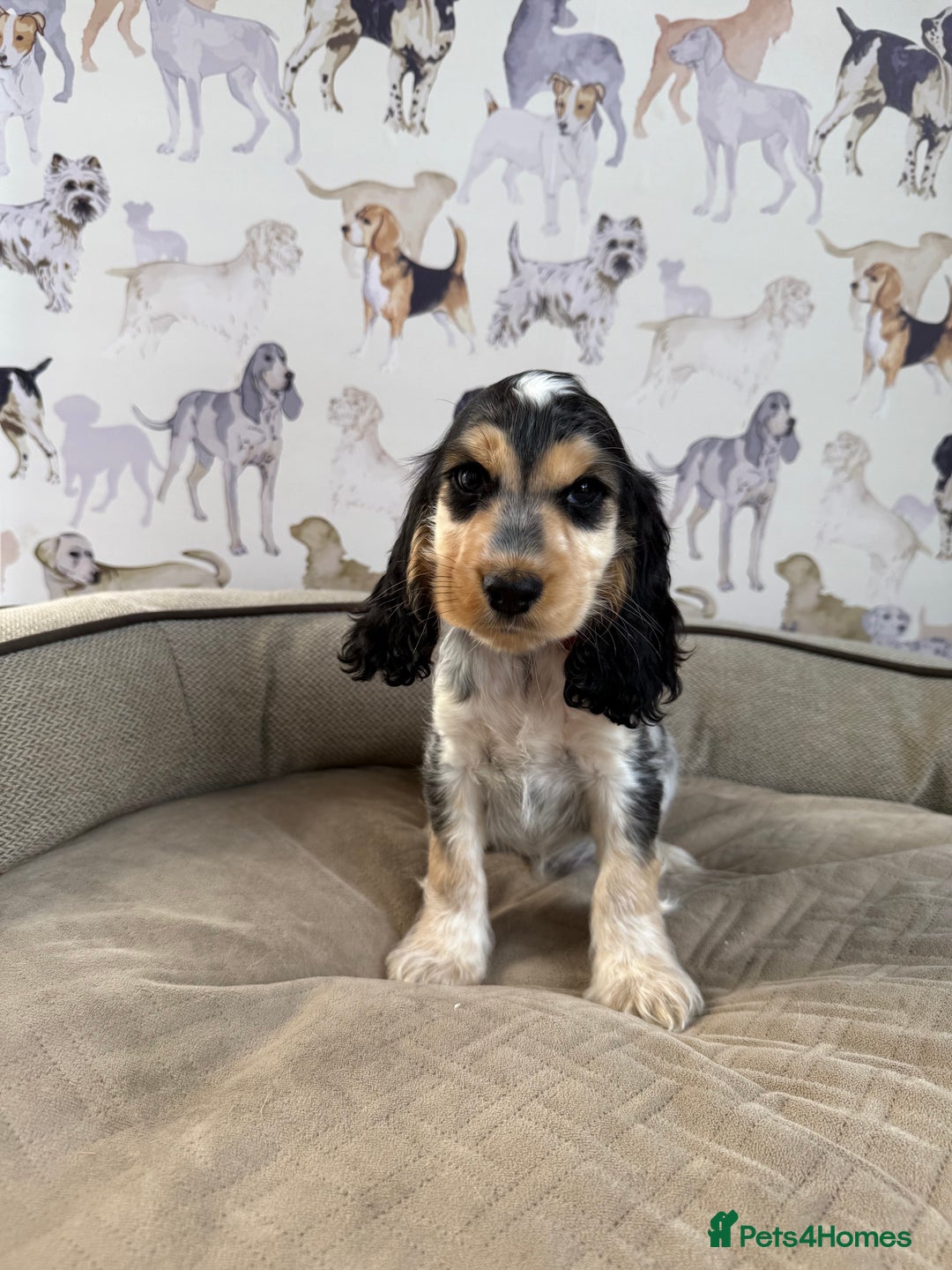 Cocker Spaniel dogs for sale: Beautiful show litter Cockers ready now - Image 10