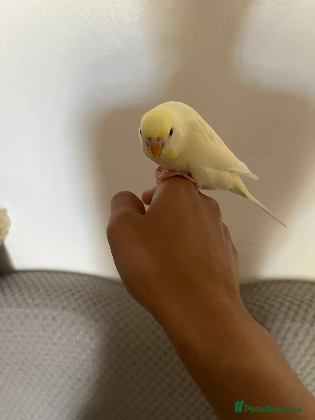 Finches birds for sale: Hand reared tame budgie for sale  in Burton-on-Trent - Advert 8