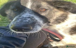 Mixed Breed dogs for adoption: Meet Penny, currently residing in Cheshire  - Advert 2