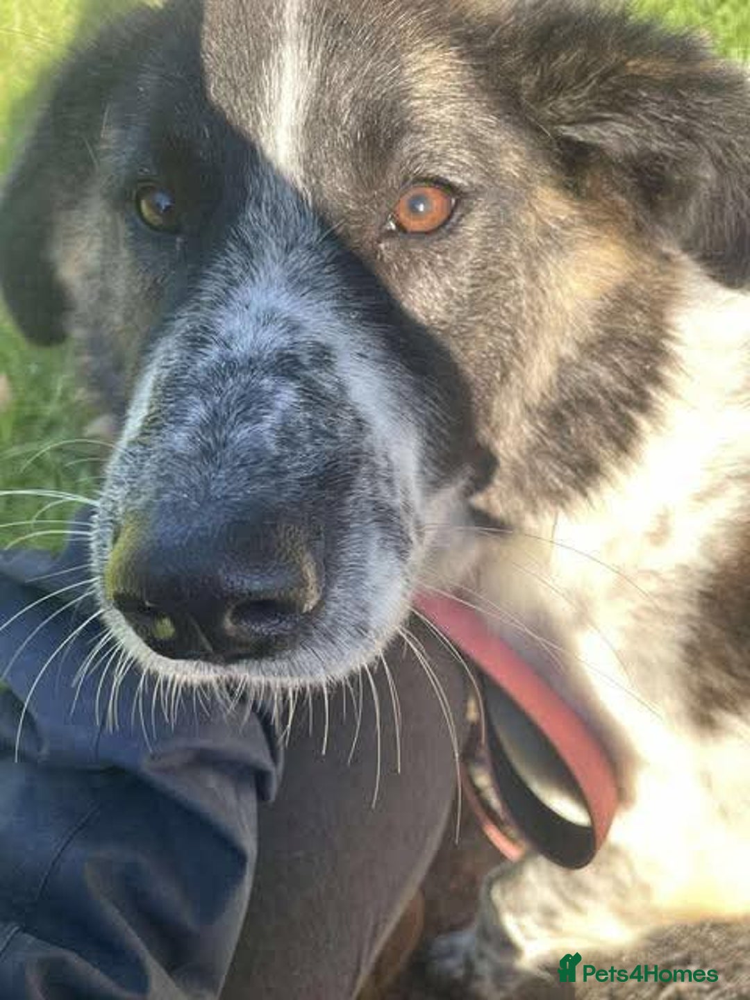 Mixed Breed dogs for adoption: Meet Penny, currently residing in Cheshire  - Advert 2