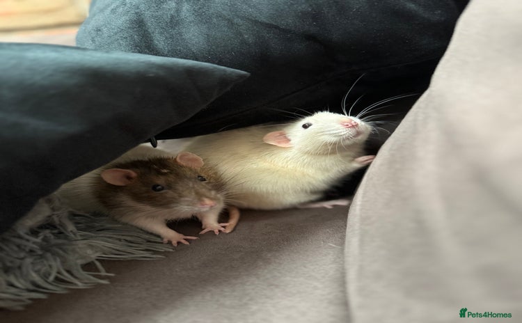 Rat rodents - Advert 1