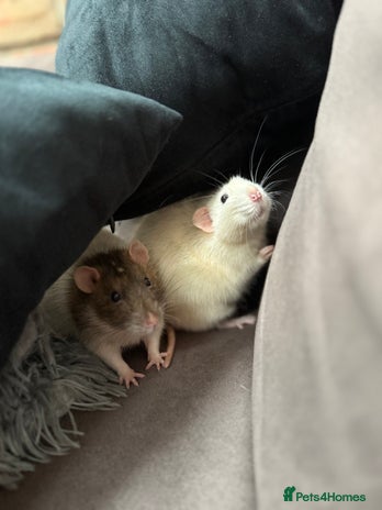 Rat rodents - Advert 1
